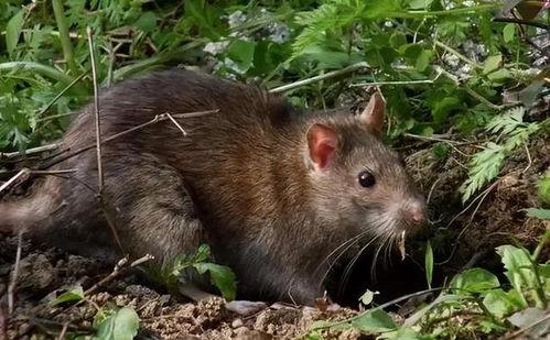 鼠鼠文学娱乐吃瓜酱,娱乐吃瓜酱带你领略网络文学新潮流